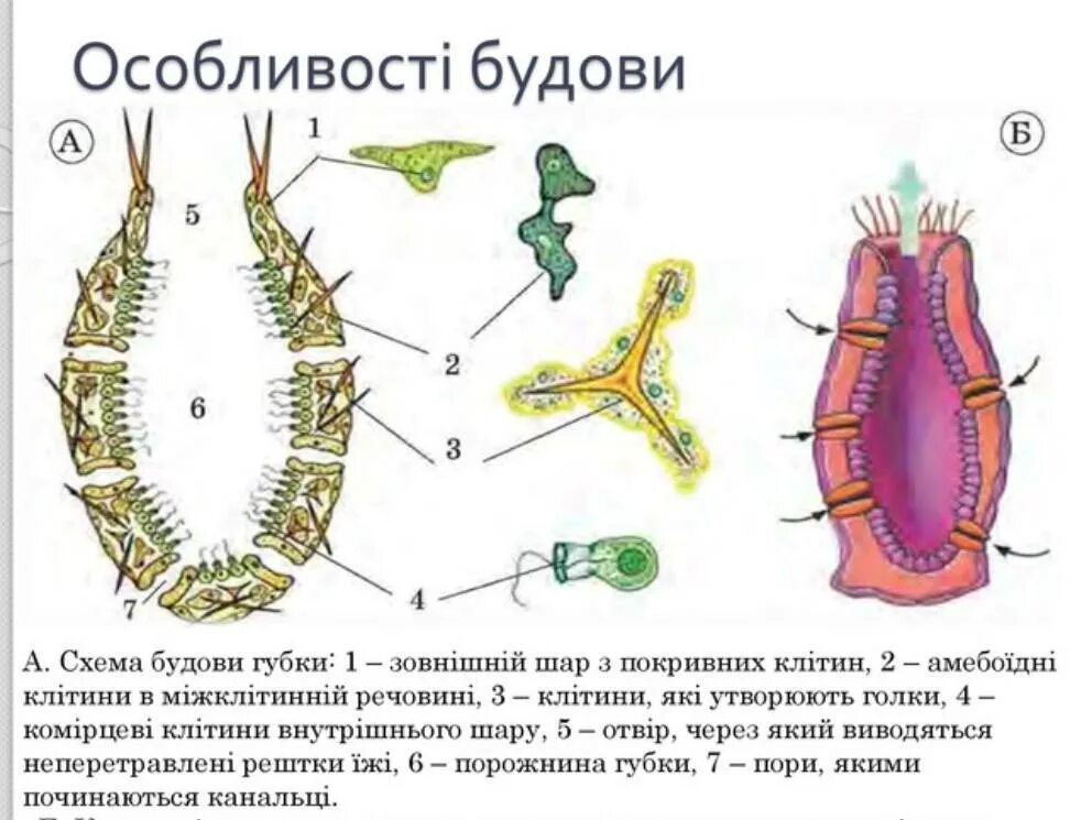 Типы строения губок. Внутреннее строение губки биология 7 класс. строение губок биология 7 класс. обыкновенные губки строение. тип губки строение.