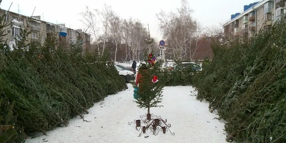Что сделать чтоб елка не осыпалась. Елка живая осыпанная. елочные базары в бийске. живая ель не осыпалась. живая ель дома не осыпалась новый год.