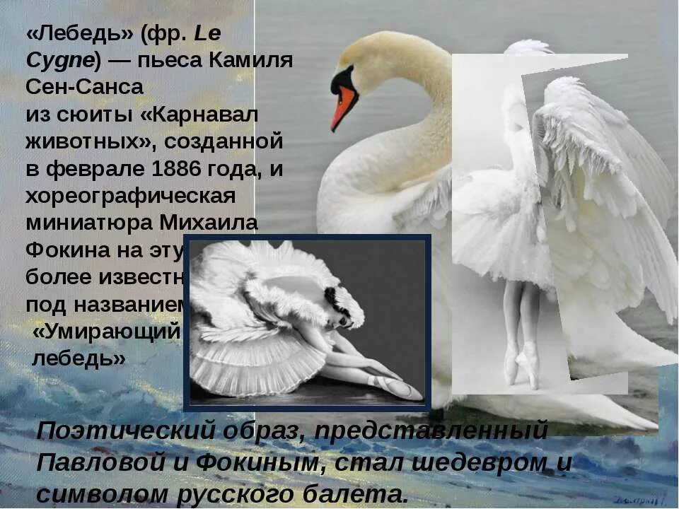 голубой лебедь. «умирающий лебедь» (1907 г. камиля сен-санса "умирающий лебедь". умирающая лебедь слушать. майя плисецкая лебедь.
