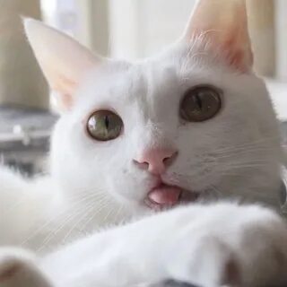 Какая то бе бе бе