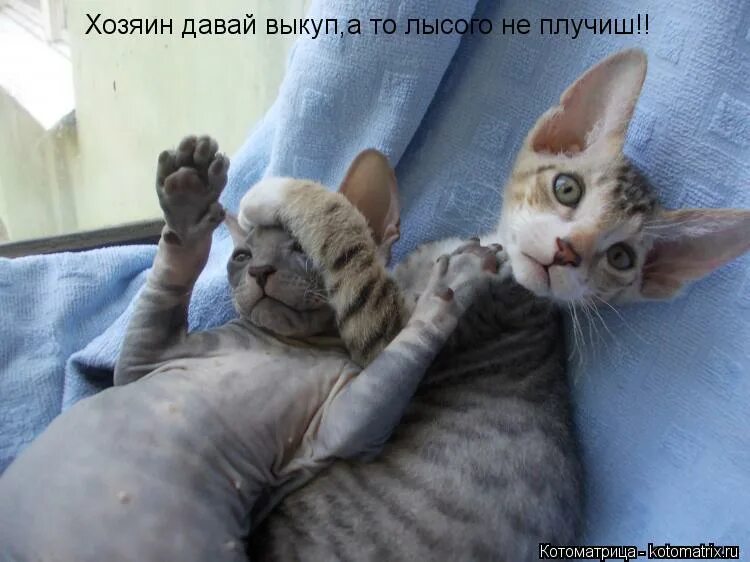 Хозяин давай. Мышь тут. да мой хозяин. надпись сдаюсь поймали котика. котоматрица мама миа.