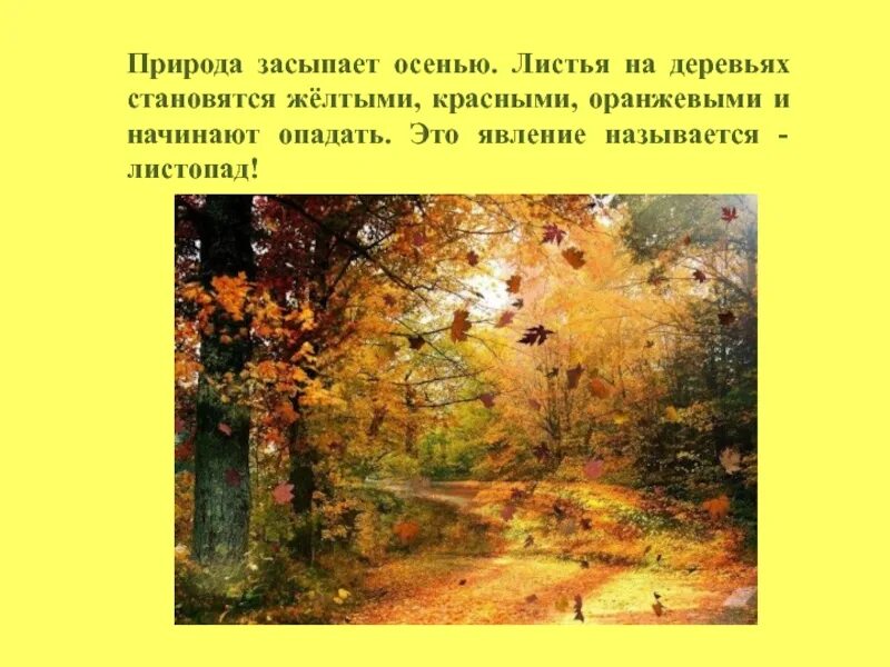 Природа засыпает осенью. Презентация почему желтеют листья. Доклад на тему золотая осень. Наступила осень на деревьях листья стали желтыми. Дерево с желтыми листьями.