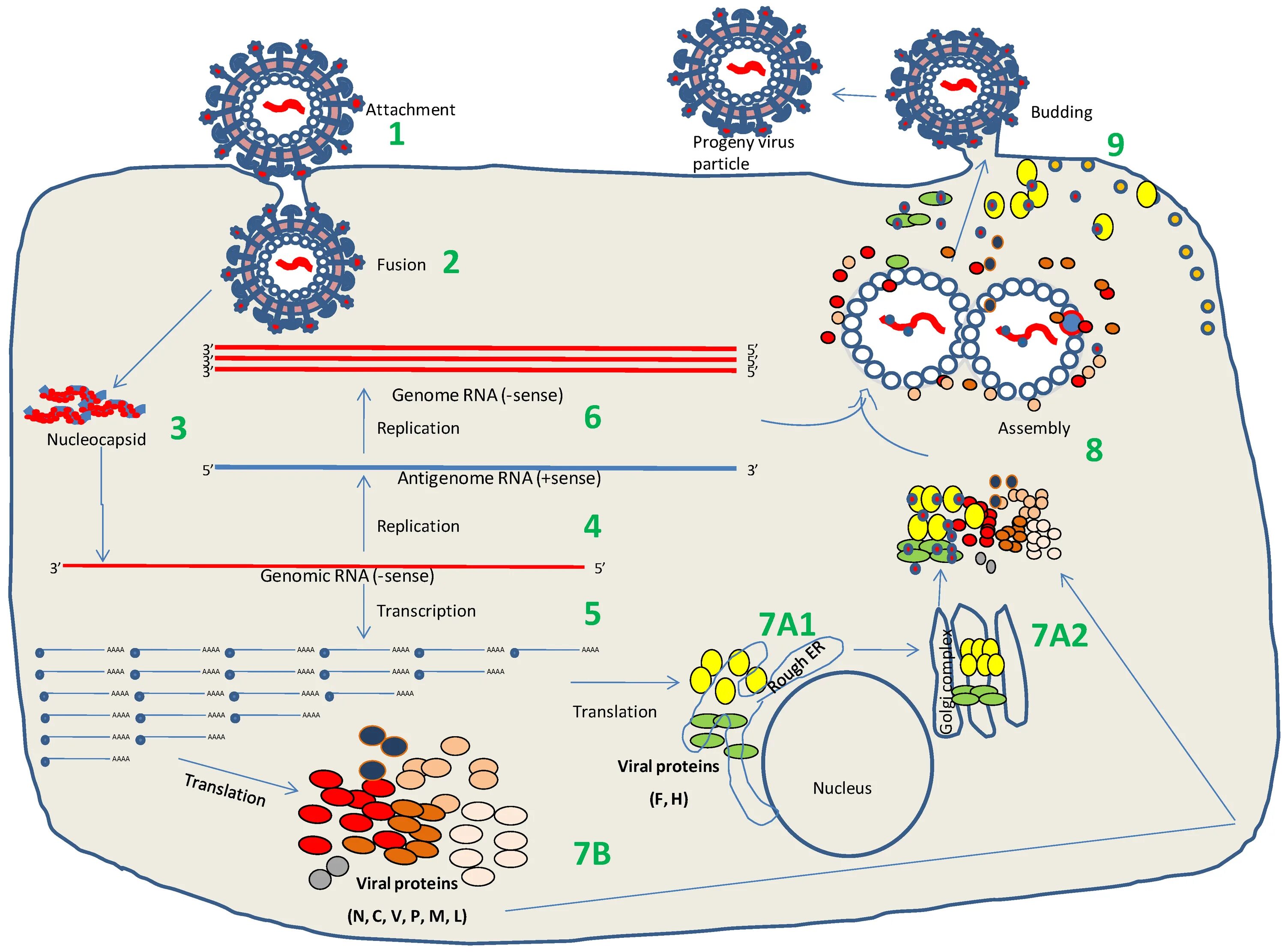 Патогенез оспы. Hcv replication cycle. жизненный цикл вируса натуральной оспы. жизненный цикл вируса : poxviridae. hepatitis c virus replication cycle.