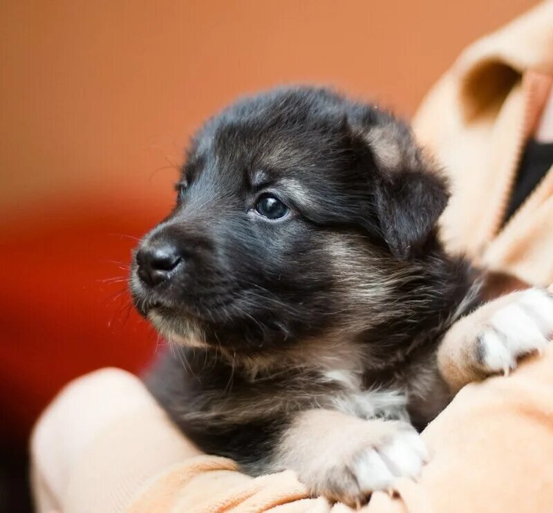 Найден щенок. Беспородные щенки. Большие собаки даром. 7 собак. Красивое фото щенков на пристройство.