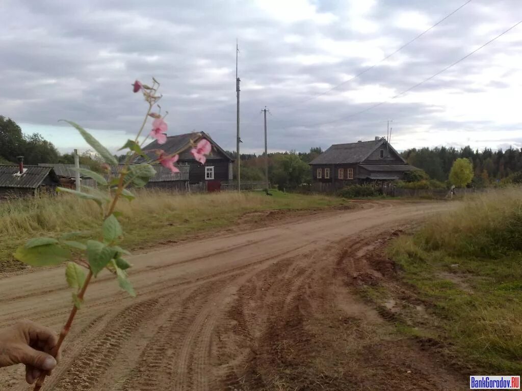 Дрегли новгородская область. Деревня звонец Новгородская область. Деревня Неболчи Новгородская область. Неболчи Любытинский район Новгородская область. Комарово Новгородская область Любытинский район.