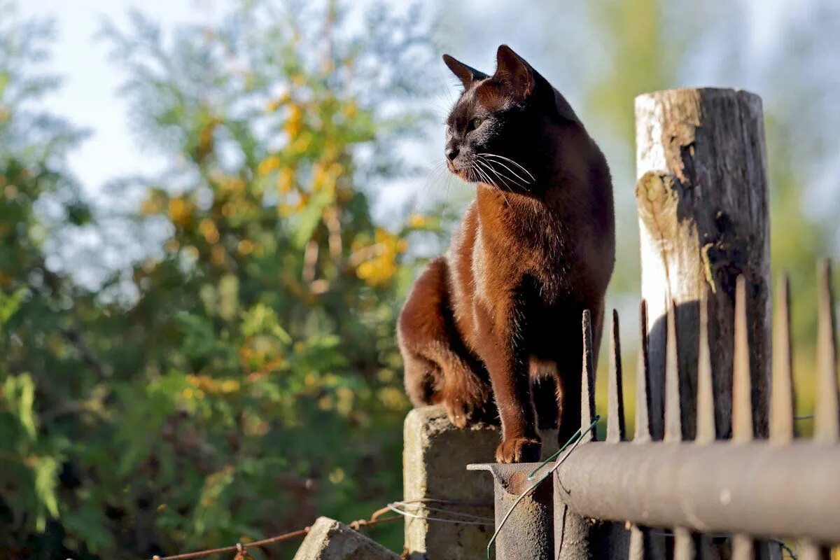 Сижу на заборе песня. Кошка на заборе. котик на заборе. кошка на зё. кот сидит на заборе.