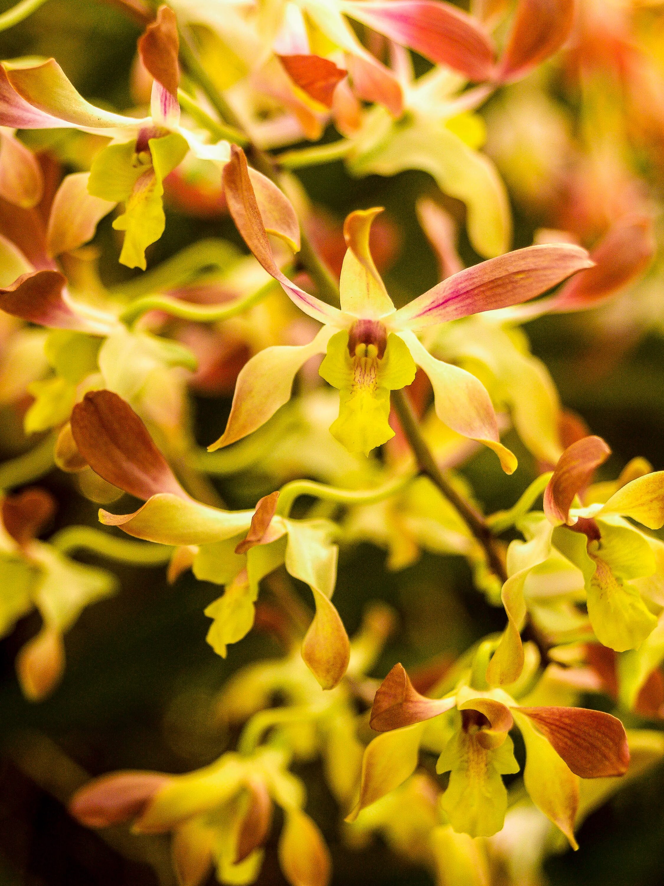 Fabulous Flower Dendrobium free image download