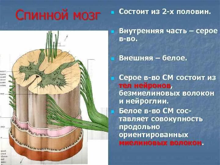 Части серого вещества спинного. 2 Половины спинного мозга. Структурно-функциональная единица спинного мозга. Нейроглия в спинном мозге. Спинной мозг заключение.