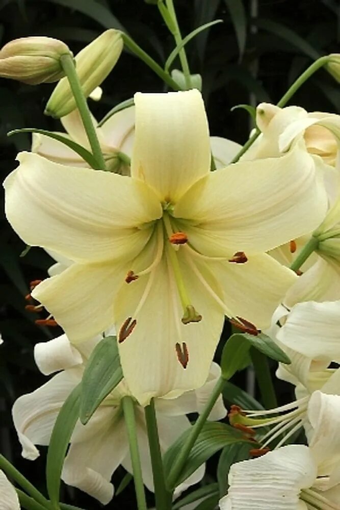 Перл уайт. Лилия уайт браш колорлайн. лилия пёрл уайт lilium pearl white. лилия перл уайт тетра. лилия перл уайт (12/14) (5) (кл), шт.