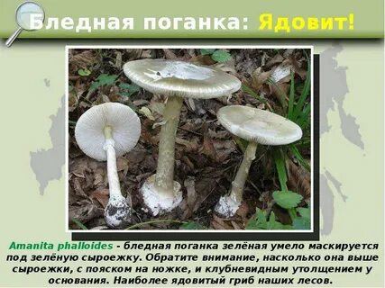 Антидот поганки