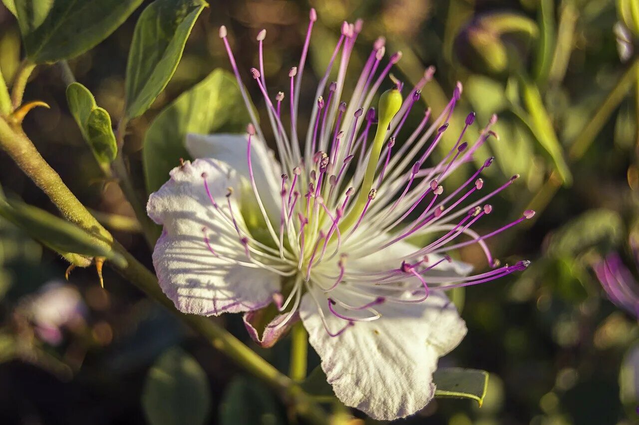 Каперсы пунтина лакримелла. Каперсы колючие (capparis spinosa). Каперсы колючие цветок. Каперсы вред. Каперсы вред.