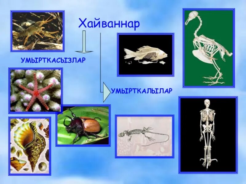 Тест позвоночные 7 класс. Позвоночные и беспозвоночные животные. Позвоночные без пазваночные животные. Позвоночные это в биологии. Беспозвоночные биология.