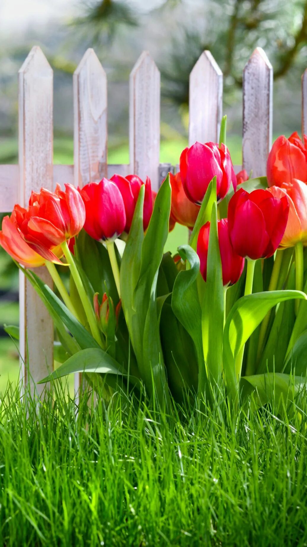 Мероприятие весеннее настроение. Тюльпан Лайтинг Сан. Весенние тюльпаны. Тюльпаны в саду.