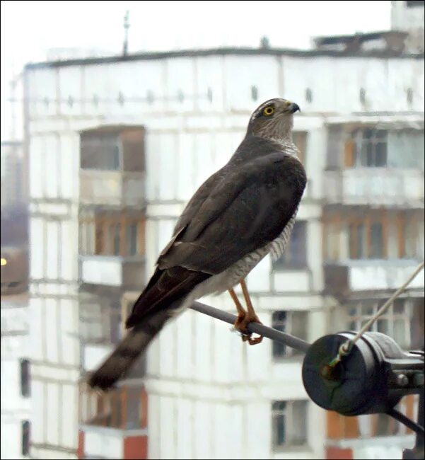 Сокол живущий в городе