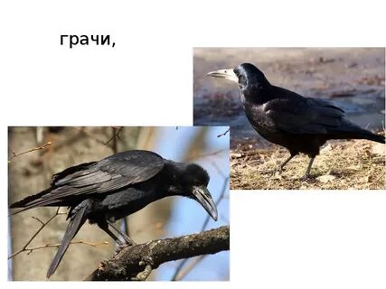 Грач продолжение