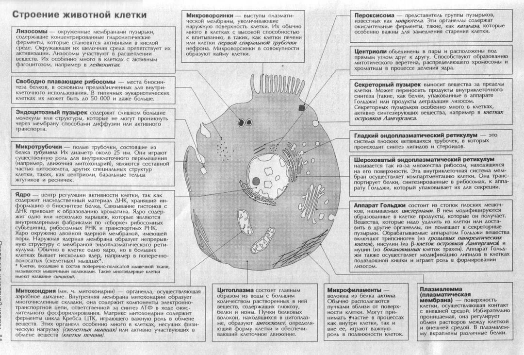 Структуры животной клетки и их функции таблица. Таблица органоиды клетки и их функции и строение. строение и функции органоидов животной клетки таблица. органоиды клетки строение и функции таблица. строение органоидов животной клетки таблица.