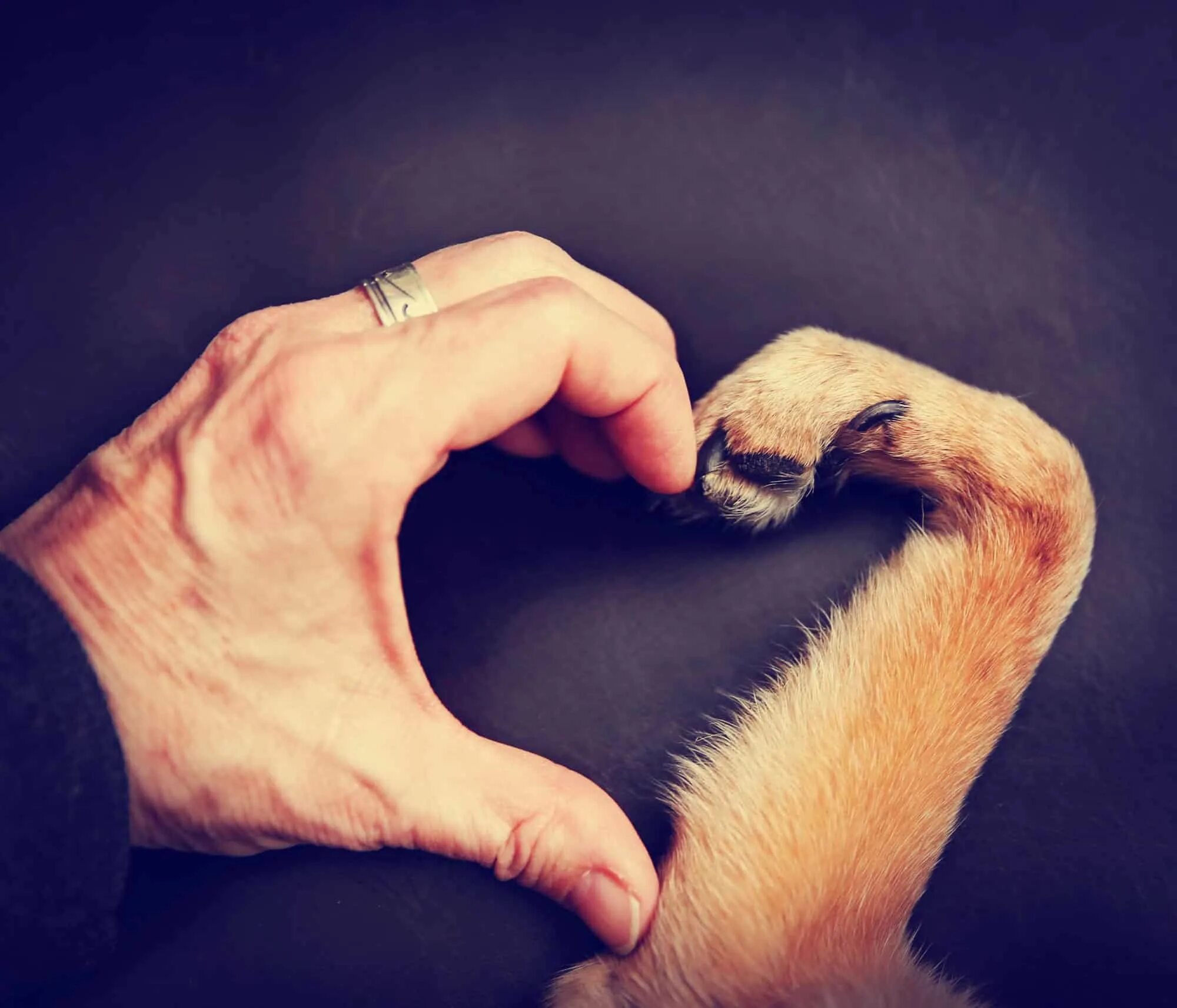 Рука и лапа собаки. Лапа собаки и рука человека. Собака на руках. Лапки на руки.