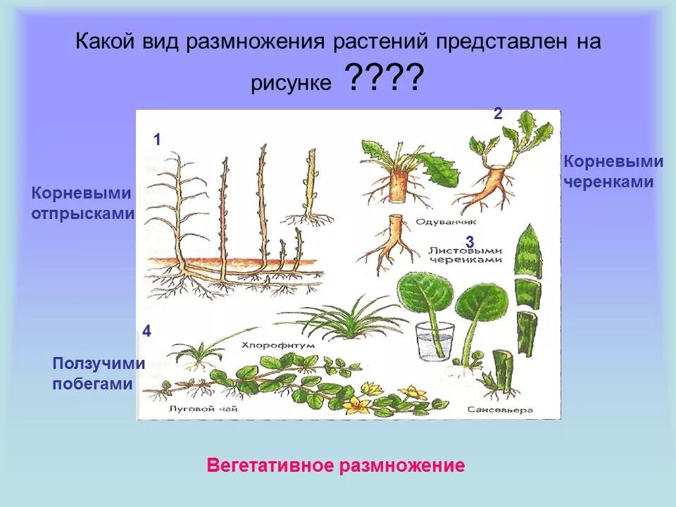 Способы размножения рисунки. Размножение растений. Виды размножения цветов.