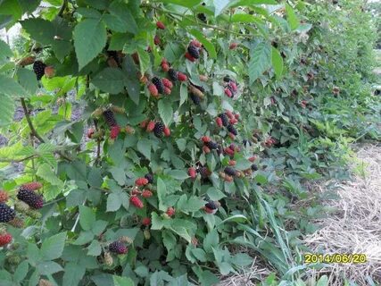 Карака блэк ежевика описание сорта и характеристика