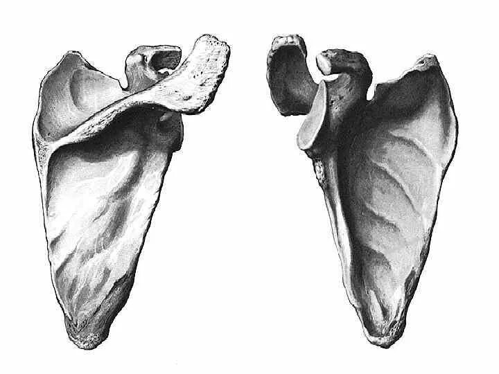 Лопатка анатомия Синельников. Лопатка кость анатомия. Кости лопатки анатомия. Лопатка анатомия Сапин.