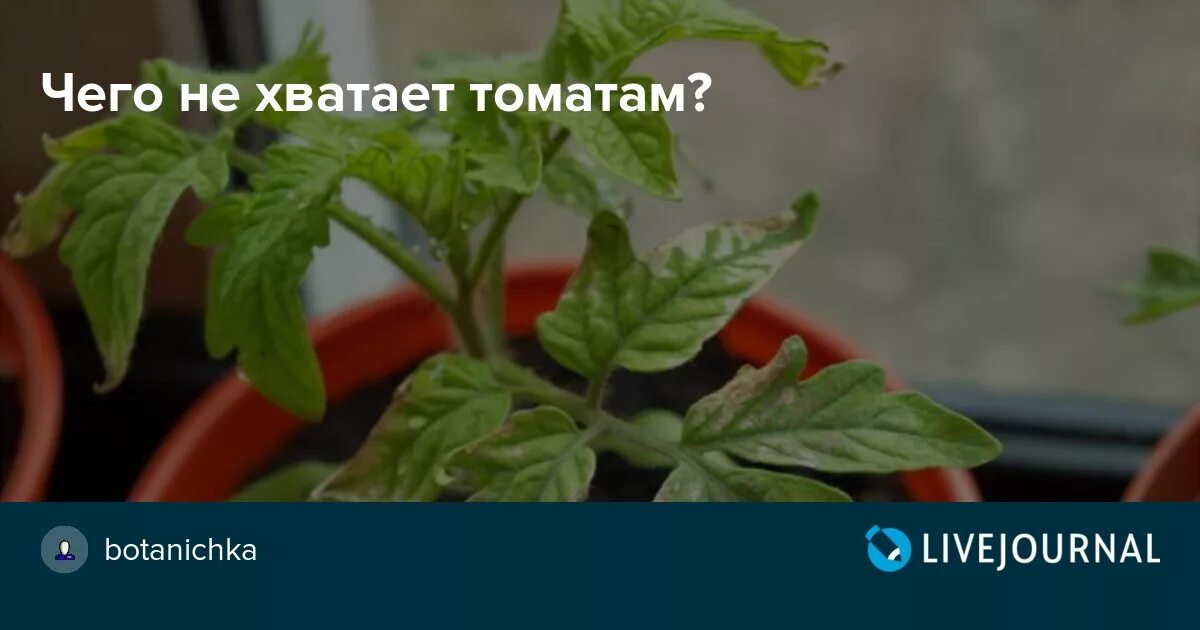 Что не хватает томатам. Чего нехватвкт томатам. Цвет листьев у помидор чего не хватает. Как понять чего не хватает рассаде томатов.