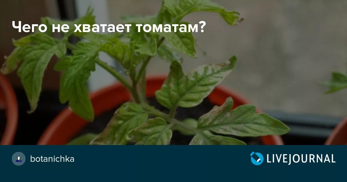 Помидоры чего не хватает в организме. Что не хватает томатам. чего нехватвкт томатам. цвет листьев у помидор чего не хватает. как понять чего не хватает рассаде томатов.