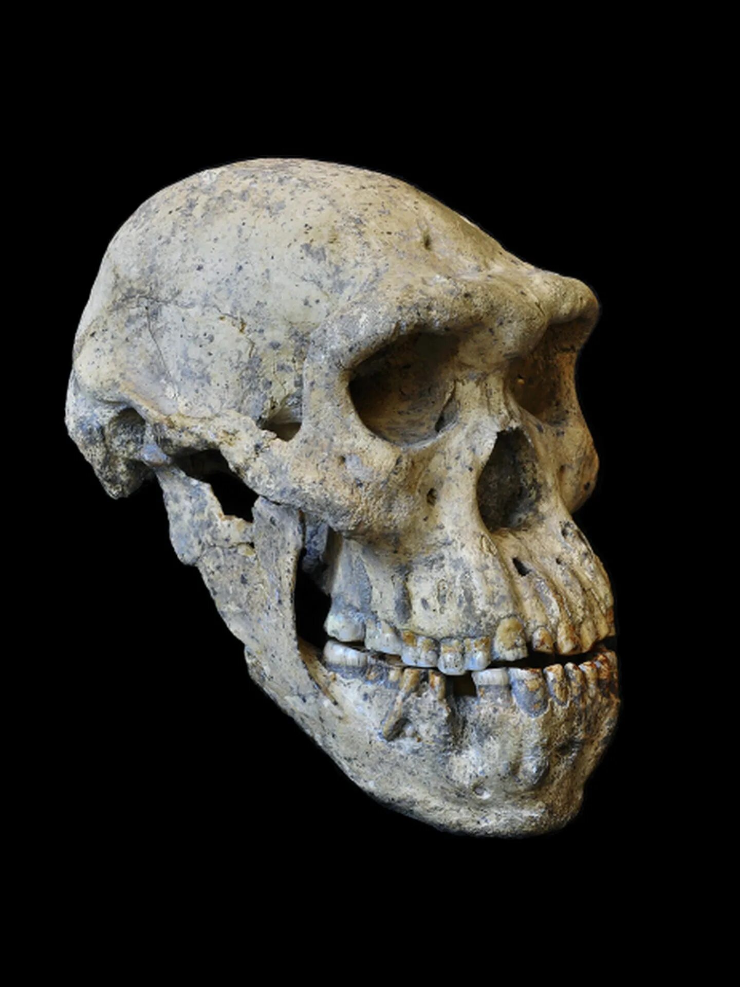 Человек умелый homo habilis череп.