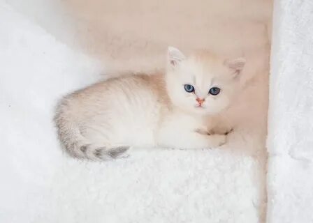 Серебристая шиншилла котенок