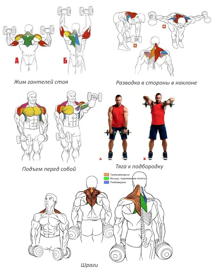 Какие мышцы и какими упражнениями качать гантелями. Программа тренировок с гантелями дома для набора мышечной. Упражнения с гантелями для раскачки плеч. План тренировок для набора мышечной массы с гантелями. Тренировки для мышечной массы в домашних условиях