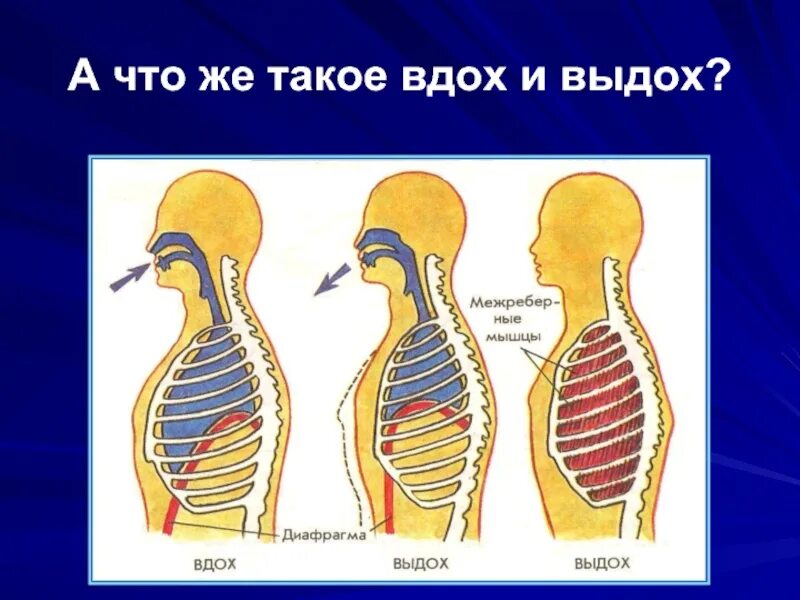 Опишите как происходит вдох и выдох. Процесс дыхания вдох и выдох. механизм вдоха и выдоха. механизмвдоза и выдоха. выдох у человека происходит.