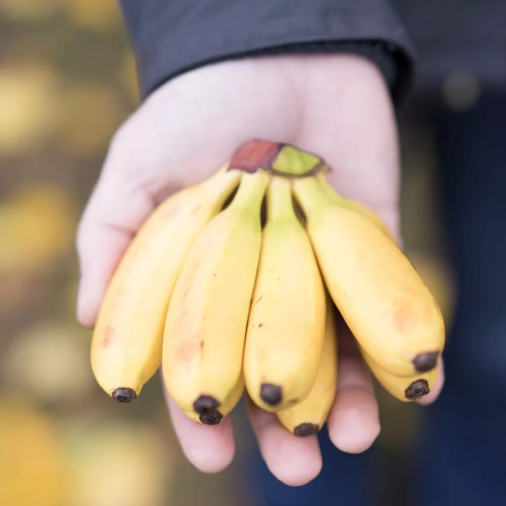 Banana c
