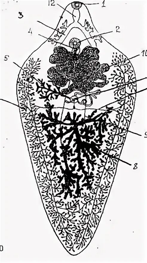 Печеночный сосальщик строение систем. Печеночный сосальщик строение. Строение пищеварительной системы печеночного сосальщика. Марита печеночного сосальщика.