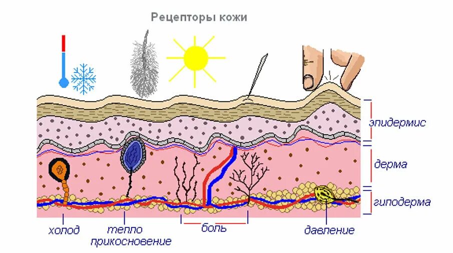 Секреторная функция кожи. Структура кожного анализатора. Строение кожи человека схема. Эпидермис рецепторы. Послойное строение кожи анатомия.