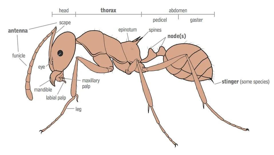 Муравей строение тела. Внешнее строение муравья схема. Внешнее строение муравьев. Внутреннее строение муравья.