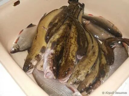 Река белая какая рыба