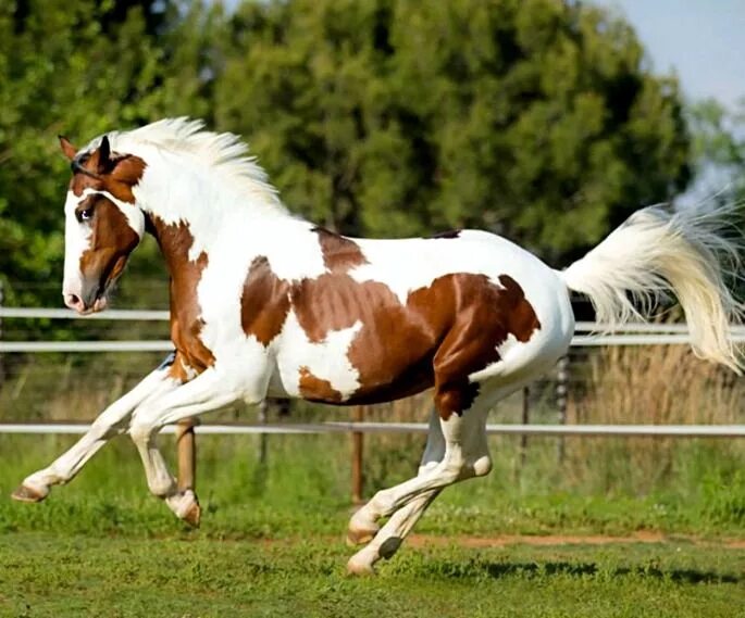 0 horses. Американский Пейнтхорс. Породы лошадей американский Пейнтхорс. Лошадь породы Пинто. Ольденбургская лошадь пегая.