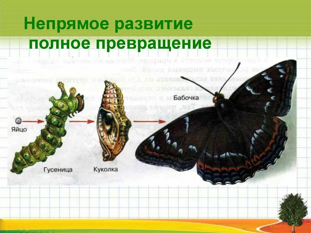 Сообщение развитие животных. Полное превращение бабочки. развитие животных. развитие бабочки с полным превращением. модель развития животных.