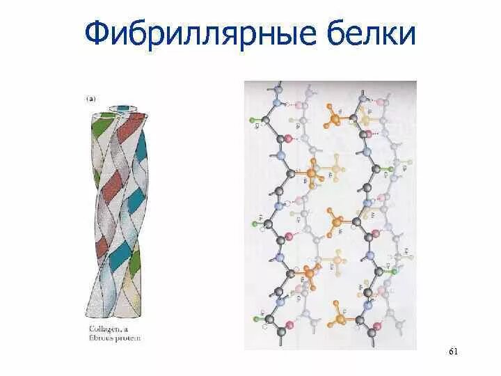 Какую функцию выполняют фибриллярные белки