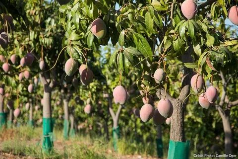Mangue 937 original