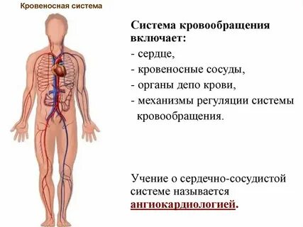 К системе кровообращения относятся