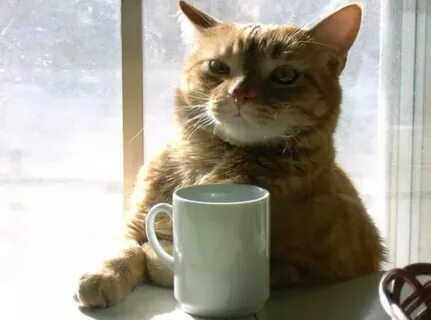 Кот с чашкой фото