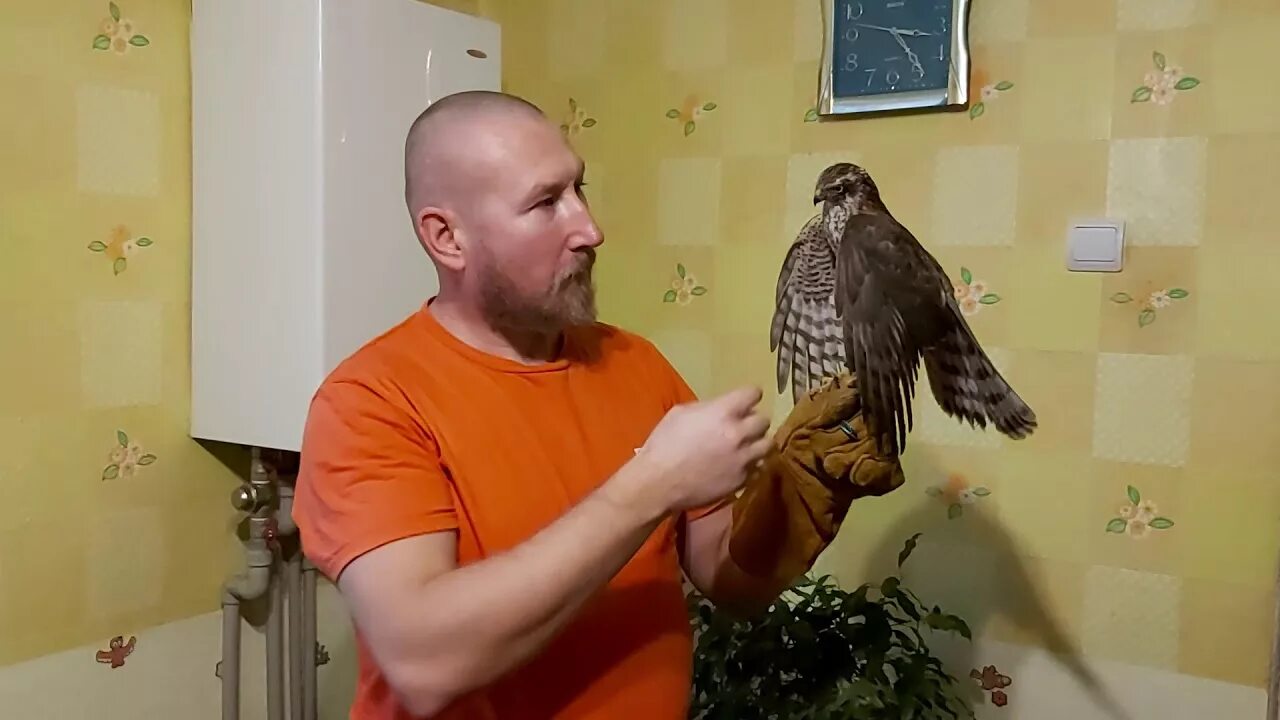 Ястреб-тетеревятник. Сокол тетеревятник. Суперъястребы. Ястреб-тетеревятник фото. Птица ястреб перепелятник.