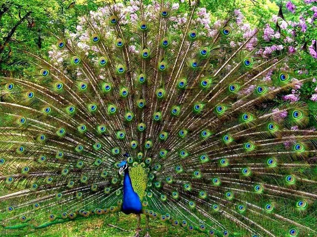 Павлин видео. Птица павлин. Павлин распушил хвост. Павлин видео. Павлин самка хвост.
