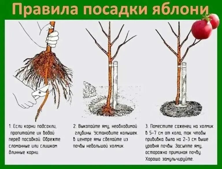 Когда лучше садить яблоню