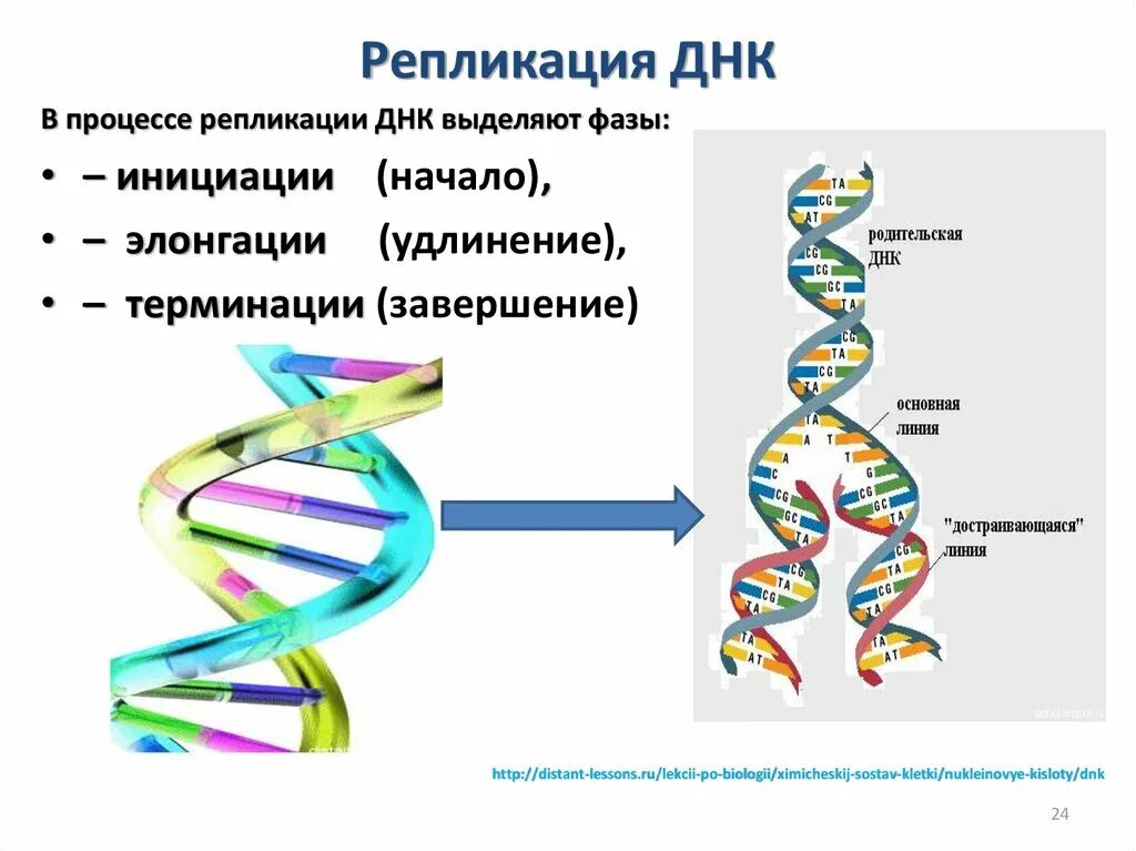 Днк в какое время. Репликация удвоение ДНК. Механизм репликации дезоксирибонуклеиновой кислоты. Стадии репликации ДНК инициация. Этапы репликации молекулы ДНК.