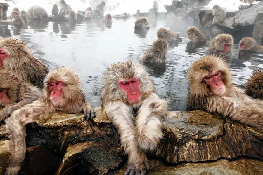 Обезьяна в кипятке. Парк Джигокудани Япония. Парк снежных обезьян Джигокудани. Обезьянка в термальных источниках Японии. Макаки в Японии в термальных источниках.