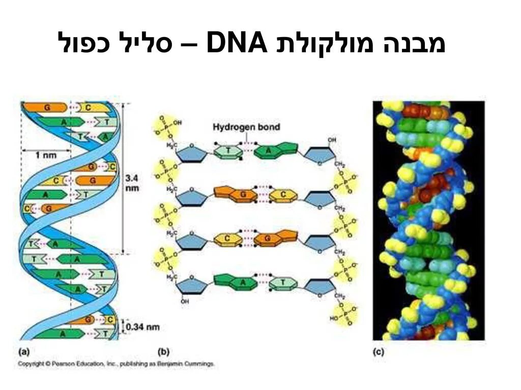 Структура ДНК. DNA structure. Молекула ДНК. Структура молекулы ДНК.