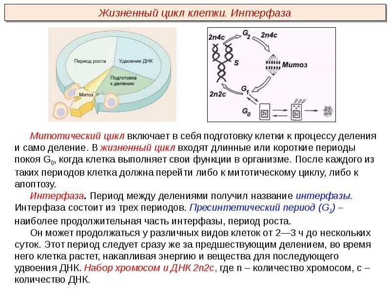 В интерфазе клеточного цикла происходят следующие процессы