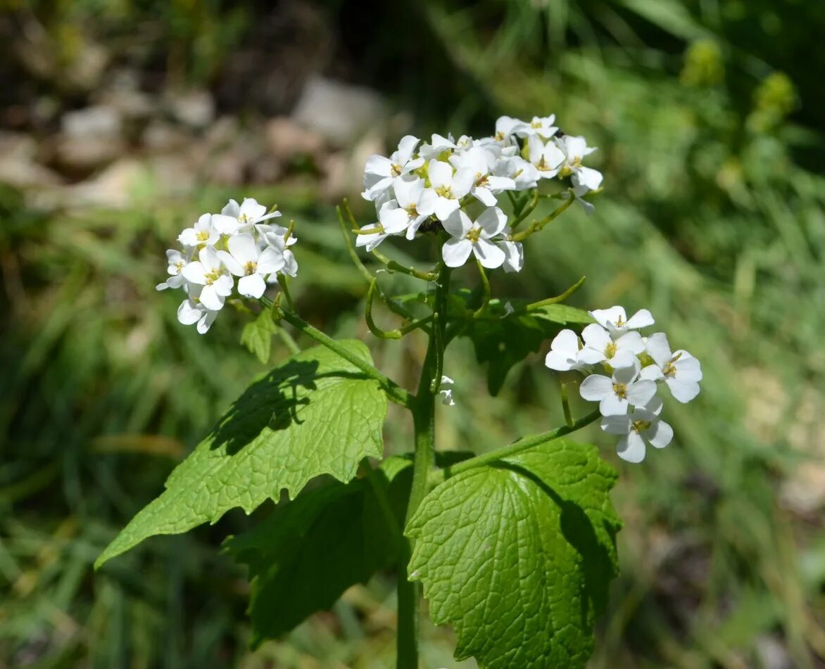 Чесночница черешковая Alliaria petiolata. Alliaria officinalis. Чесночник черешчатый. Чесночница обыкновенная растение.