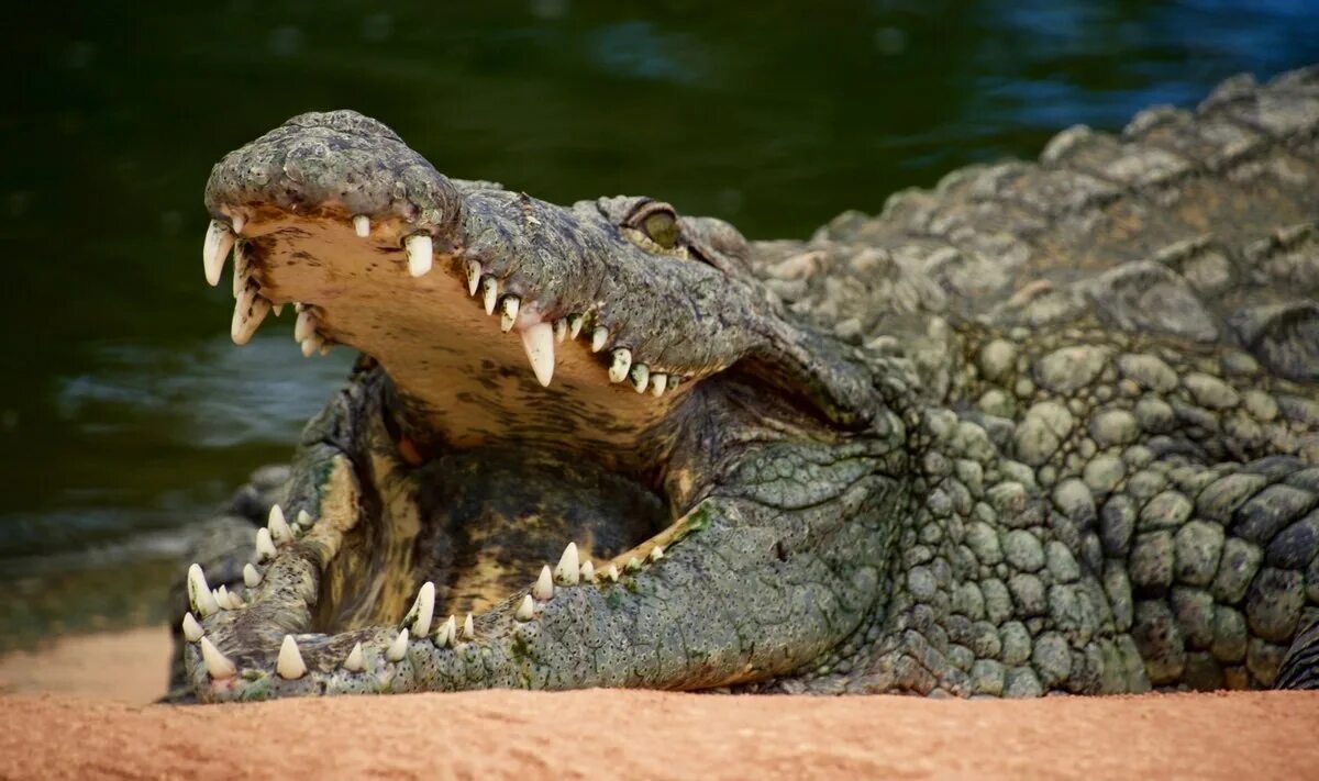 Закройте пасть. Гребнистый крокодил. Гигантский Нильский крокодил. Гигантский гребнистый крокодил людоед.